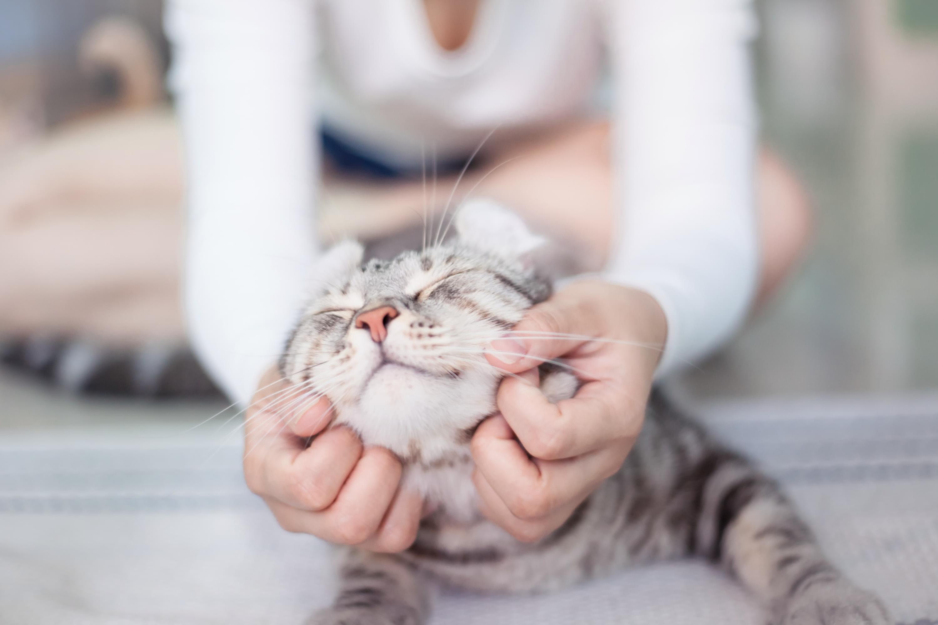 healthy cat being scratched