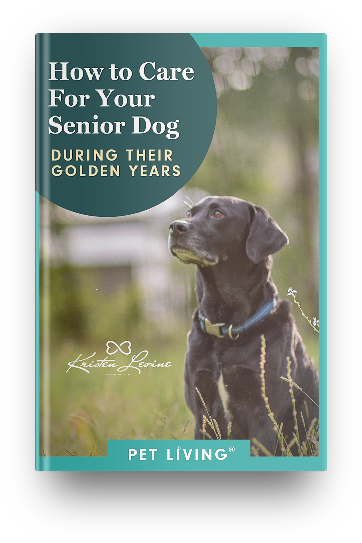 How to care for your senior dog during their golden years. 