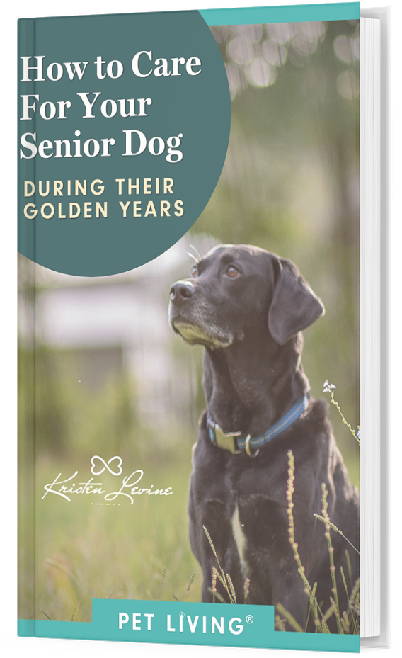 How to care for your senior dog during their golden years. 